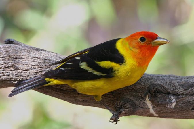 Photo (4): Western Tanager