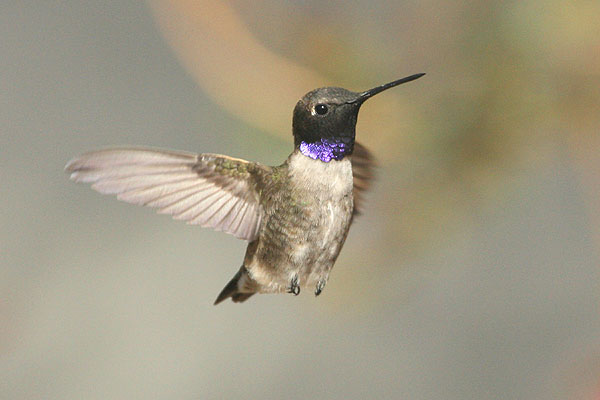 Photo (3): Black-chinned Hummingbird