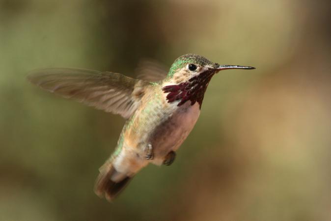 Photo (1): Calliope Hummingbird