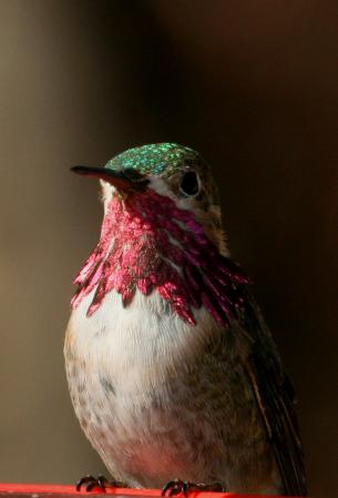 Photo (8): Calliope Hummingbird
