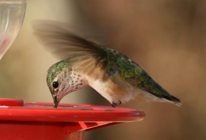 Photo (9): Calliope Hummingbird