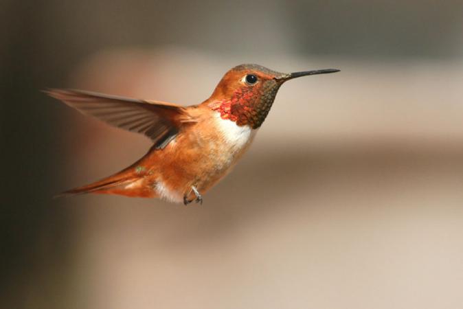 Photo (1): Rufous Hummingbird