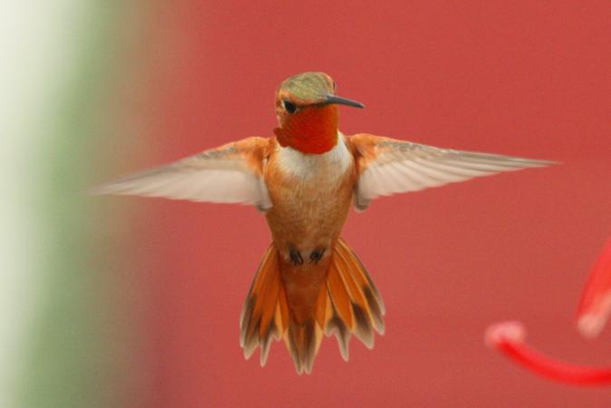 Photo (6): Rufous Hummingbird
