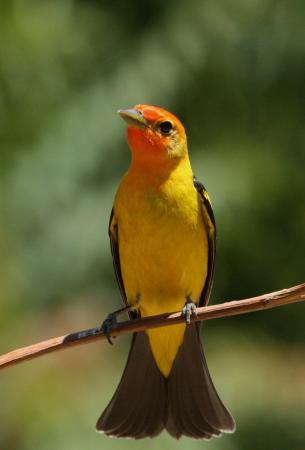 Photo (9): Western Tanager