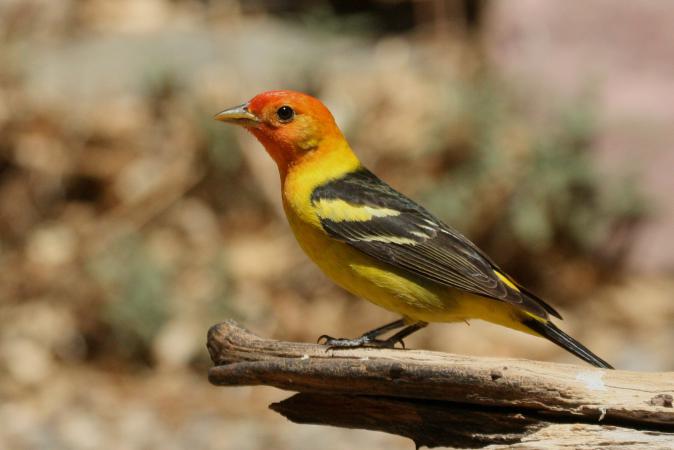 Photo (6): Western Tanager