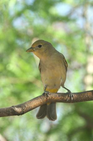 Photo (16): Western Tanager