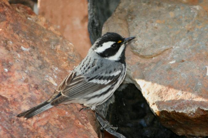 Photo (4): Black-throated Gray Warbler