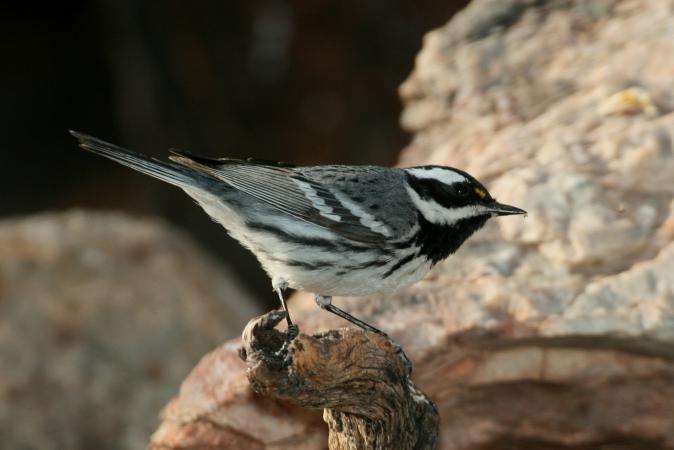 Photo (7): Black-throated Gray Warbler