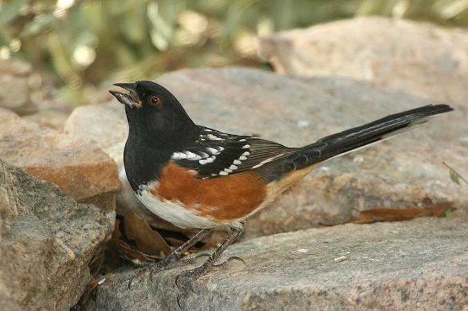 Photo (4): Spotted Towhee
