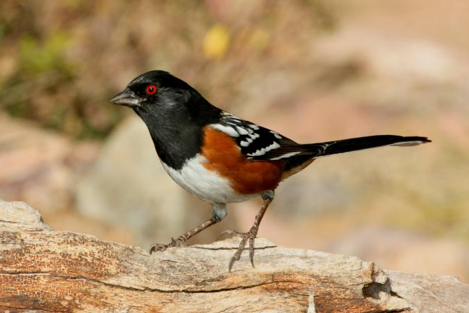 Photo (1): Spotted Towhee