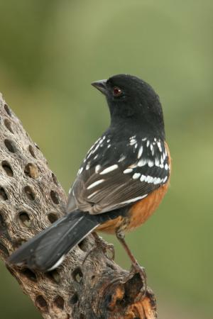 Photo (6): Spotted Towhee