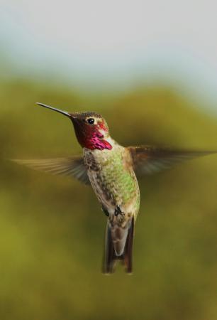 Photo (4): Anna's Hummingbird