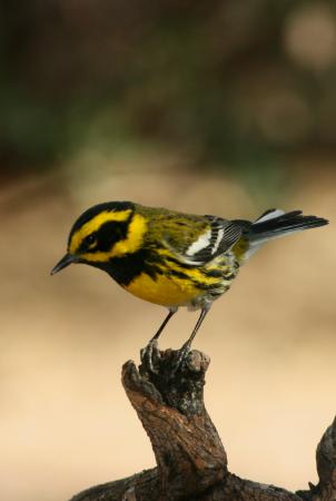 Photo (14): Townsend's Warbler