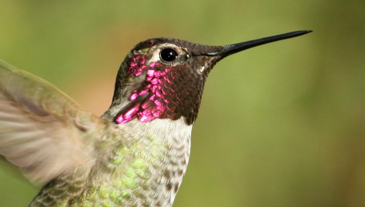 Photo (6): Anna's Hummingbird