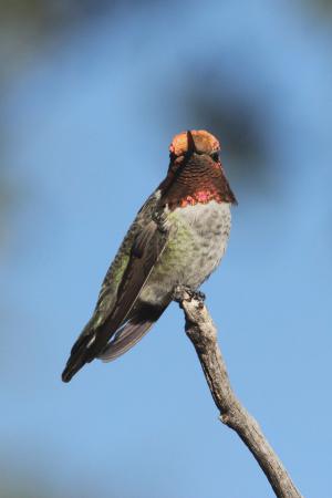 Photo (12): Anna's Hummingbird