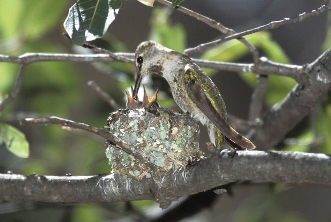 Photo (2): Anna's Hummingbird