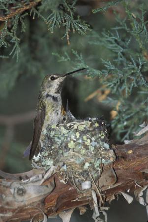 Photo (14): Anna's Hummingbird