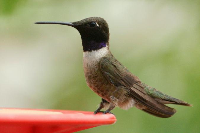 Photo (14): Black-chinned Hummingbird