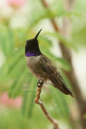 Photo (13): Black-chinned Hummingbird