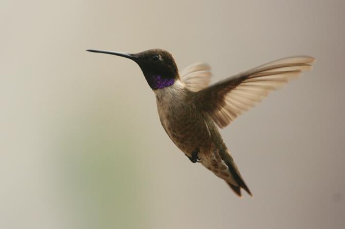 Photo (15): Black-chinned Hummingbird