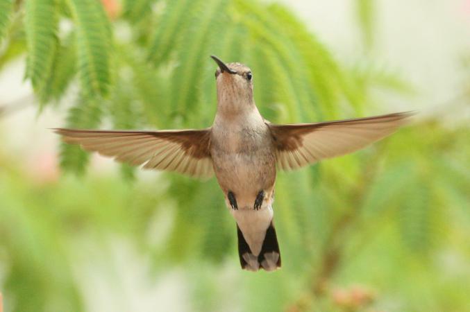 Photo (6): Black-chinned Hummingbird