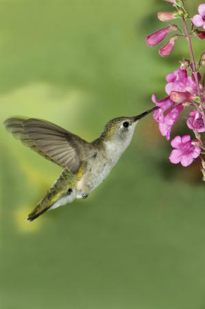 Photo (11): Black-chinned Hummingbird