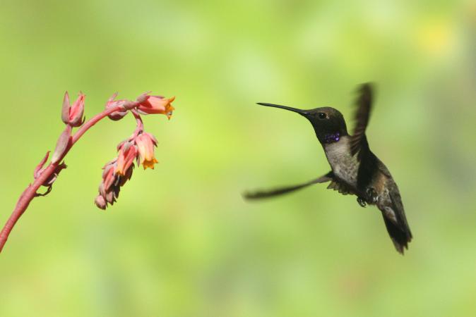 Photo (16): Black-chinned Hummingbird