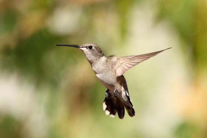 Photo (2): Black-chinned Hummingbird