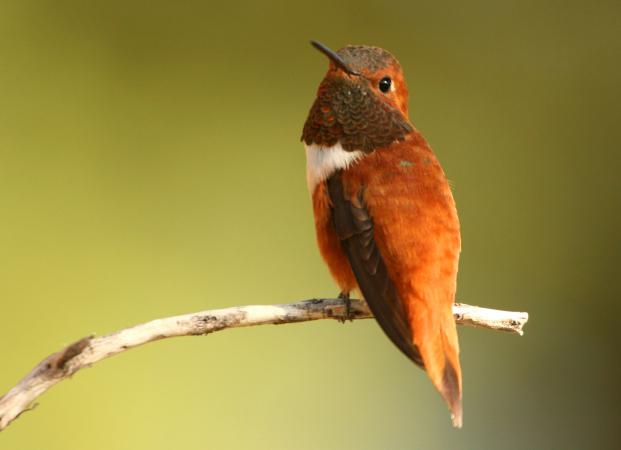 Photo (3): Rufous Hummingbird