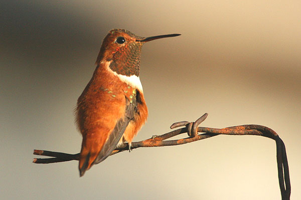 Photo (9): Rufous Hummingbird