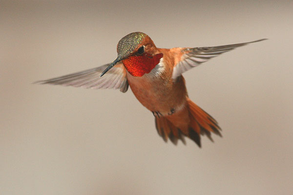 Photo (4): Rufous Hummingbird