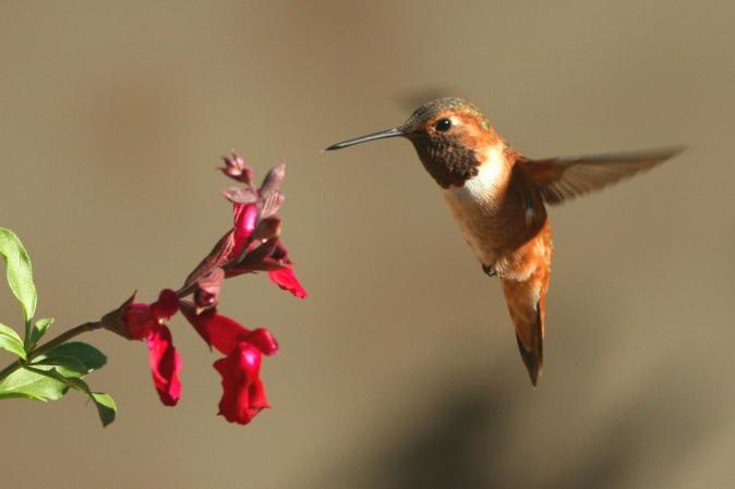 Photo (10): Rufous Hummingbird