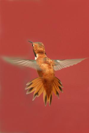 Photo (7): Rufous Hummingbird