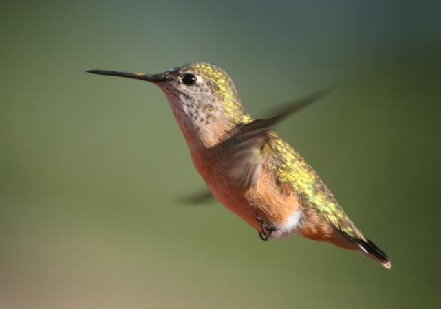 Photo (2): Calliope Hummingbird