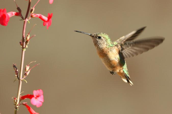 Photo (4): Calliope Hummingbird