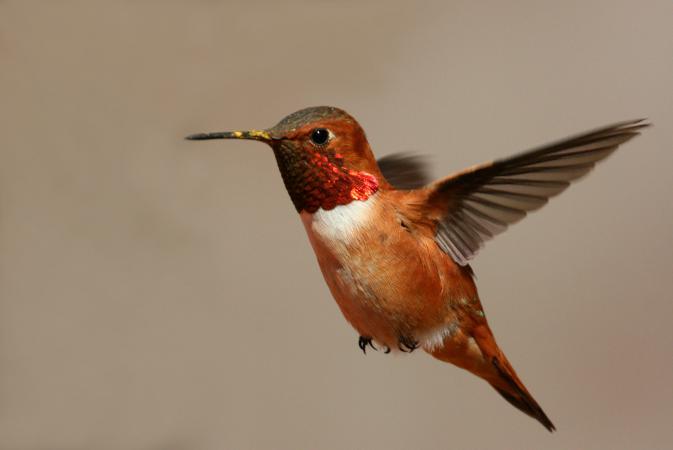Photo (11): Rufous Hummingbird