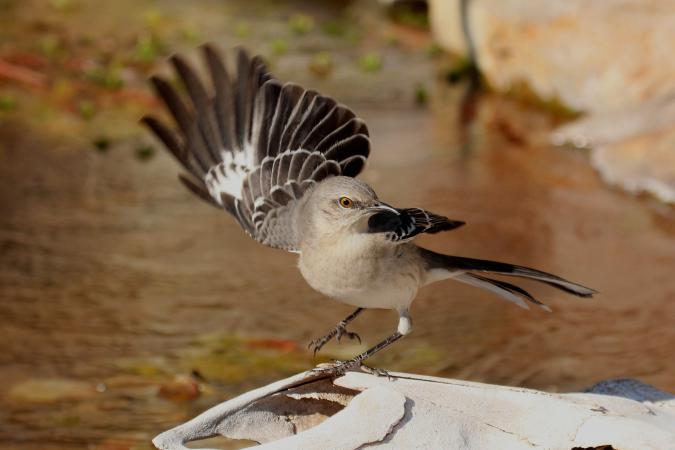 Photo (19): Northern Mockingbird