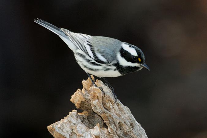 Photo (1): Black-throated Gray Warbler