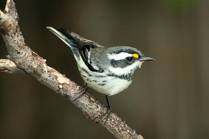 Photo (6): Black-throated Gray Warbler