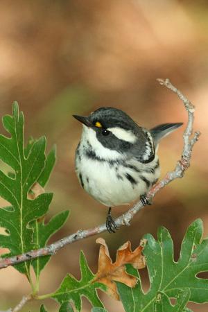 Photo (9): Black-throated Gray Warbler