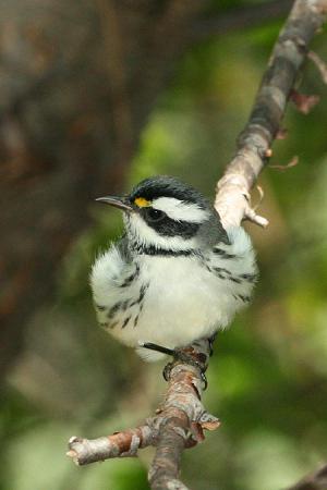 Photo (10): Black-throated Gray Warbler
