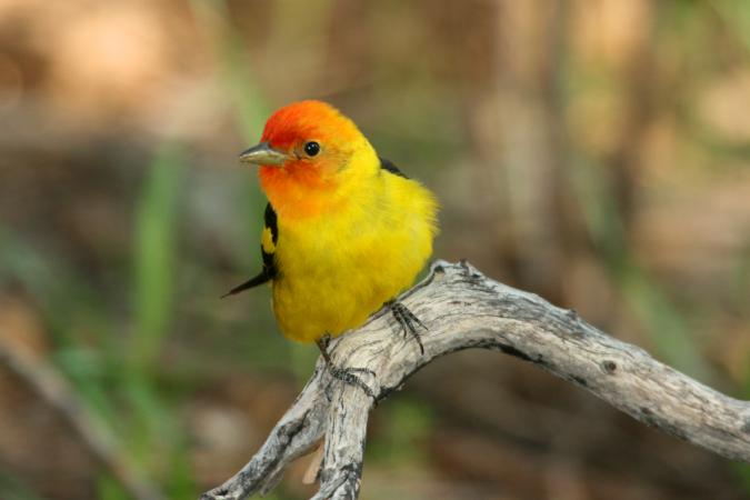 Photo (11): Western Tanager