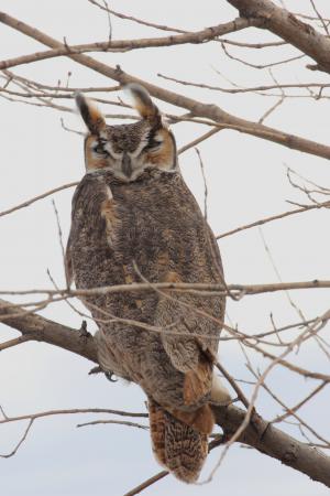 Photo (4): Great Horned Owl