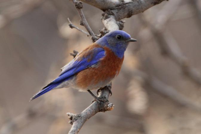 Photo (12): Western Bluebird