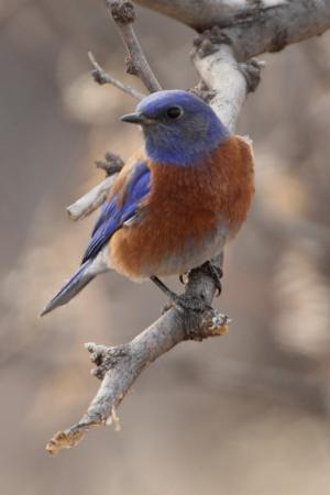 Photo (10): Western Bluebird