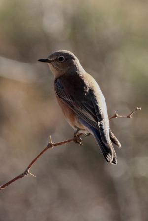 Photo (13): Western Bluebird