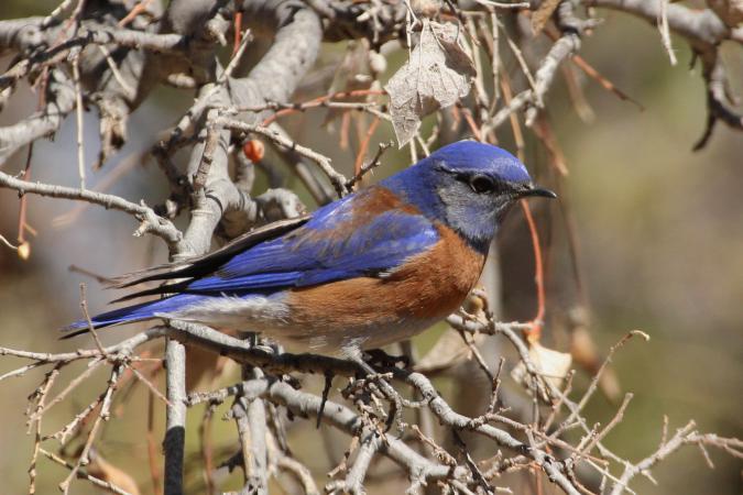 Photo (4): Western Bluebird