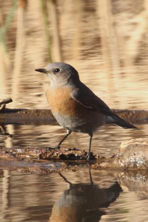 Photo (5): Western Bluebird