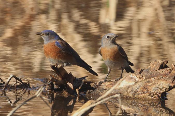 Photo (6): Western Bluebird