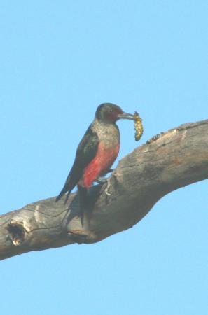 Photo (10): Lewis's Woodpecker